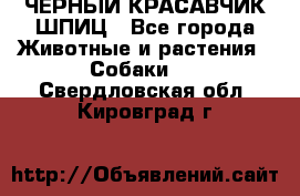 ЧЕРНЫЙ КРАСАВЧИК ШПИЦ - Все города Животные и растения » Собаки   . Свердловская обл.,Кировград г.